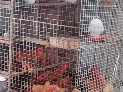 -马陆小张葡萄园农家乐