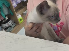 -瑞派宠物医院·24h·骨外科·皮肤科·全科宠物医疗转诊中心(沈阳浑南院)