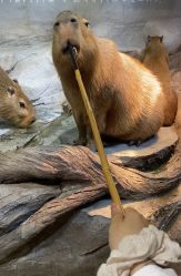 -Zoolung Zoolung动物主题公园(海信广场店)