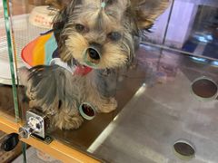 -FAELING PETS美天灵宠物(富力广场店)