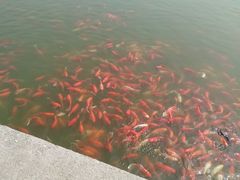 -燕郊植物园