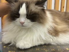 -青奢宠物·青奢猫舍