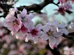 -南汇桃花村