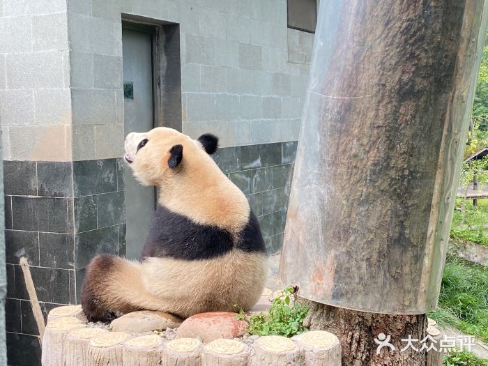 中国大熊猫保护研究中心雅安碧峰峡基地图片