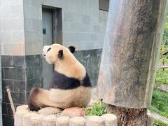-中国大熊猫保护研究中心雅安碧峰峡基地