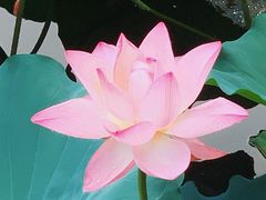 -荔湾湖公园