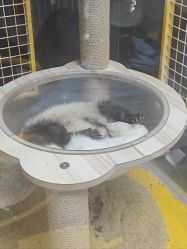 -神奇动物撸宠馆·羊驼·小浣熊·异宠(豫园店)