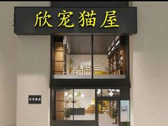 -欣宠猫屋·矮脚拿破仑·蓝金金渐层