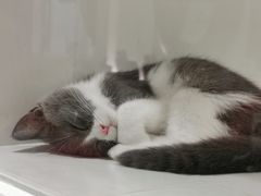 -1013 PET SHOP精品宠物商店(丁香店)