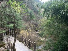 -王顺山国家森林公园