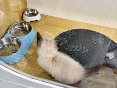 -青奢宠物·青奢猫舍