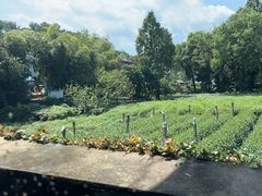 -野蔓果·山野菜(西湖景区·龙井茶田店)