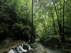 -牛背梁国家森林公园