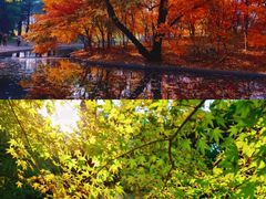 -上海共青森林公园