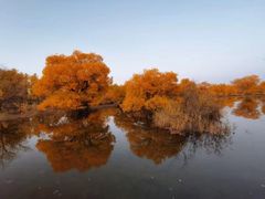 -金塔沙漠胡杨林景区