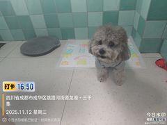 -帕帕拉兹宠物(亚洲旗舰店)