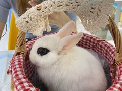 -RU DUCK柯尔鸭公社·撸鸭俱乐部·羊驼·小香猪