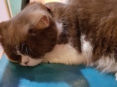 -猫小院猫主题咖啡厅(北锣店)