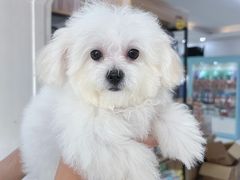 -翊宠yipet猫狗购宠庄园犬舍•猫舍