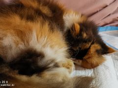 -more than meow吴止猫主题餐厅(承德 中船汇店)