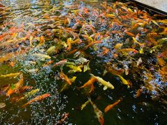 -龙悦湾酒家·八阵鱼生·渔人码头店