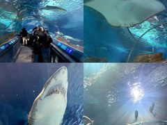 -上海海洋水族馆