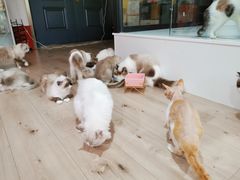 -Bastet sally猫舍购宠(静安店)