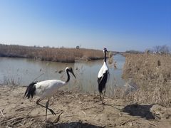 -盐城丹顶鹤湿地生态旅游区