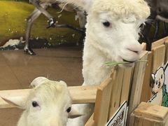 -正佳雨林生态植物园