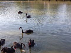 iphone_upload_pic-溱湖国家湿地公园