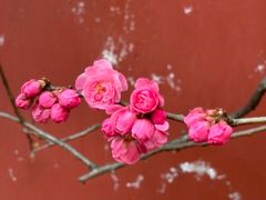 -红螺寺