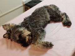 -翡翠森林宠物火化殡葬(通州店)