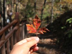 -王顺山国家森林公园