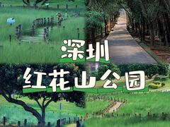 -红花山公园