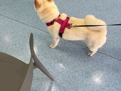 -山宅一喵德文卷毛猫舍