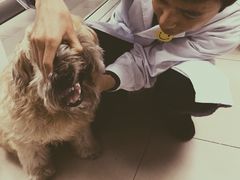 iphone_upload_pic-康乐宝动物医院