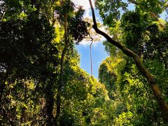 -西双版纳原始森林公园