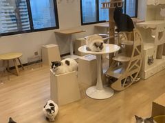 -有喵·猫咖·狗咖·30几只猫10只小狗(岗厦店)