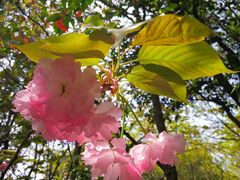 -金鸡湖桃花岛