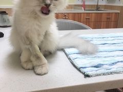 -瑞鹏宠物医院·骨科·猫科·内科(第一中心)