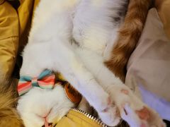-平行世界·猫咖(首经贸店)