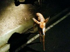 android_upload_pic-清迈夜间动物园
