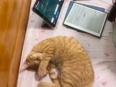 -联合动物医院(光谷诊疗中心)