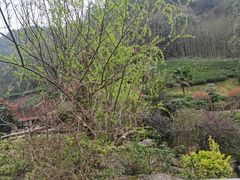 -桃花岭景区