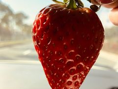 -胜丰草莓采摘园