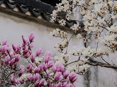 -耦园