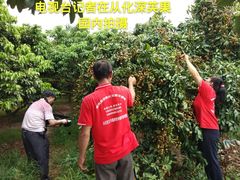 -从化深英荔枝黄皮龙眼采摘园