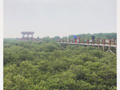 -北海金海湾红树林生态旅游区