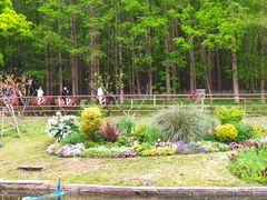 -上海共青森林公园