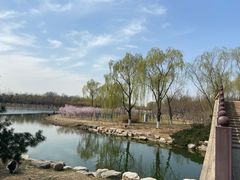 -大兴滨河森林公园